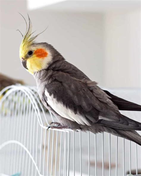 10 Cockatiel Colors Varieties & Mutations (With Pictures) - Pet Care Stores