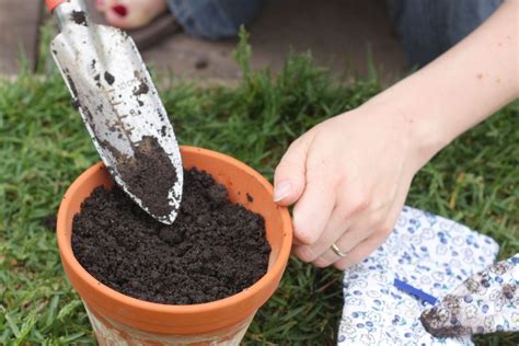 Crafting the Perfect Potting Soil Mix for Cucumbers - Happiness Cucumber