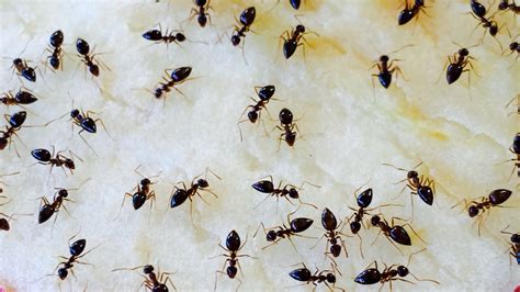 How to Prevent a Sugar Ant Infestation in Your Home – Bug-A-Way