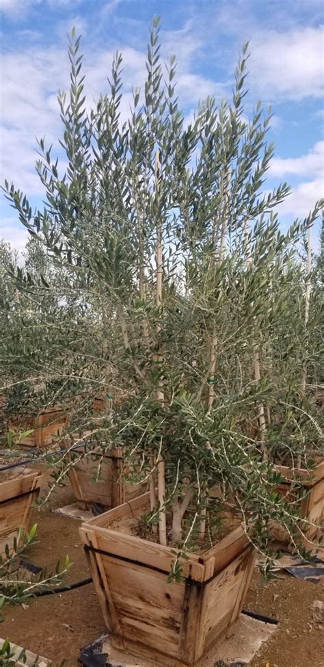 Olea europaea (Fruitless Olive) - Mountain States Wholesale Nursery