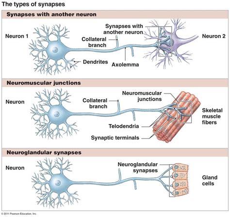 types of synapses | Nervous system anatomy, Medical student study ...