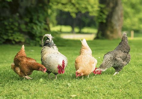 TOP 5 CHICKEN BREEDS FOR WARM CLIMATES | Kellogg Garden Products