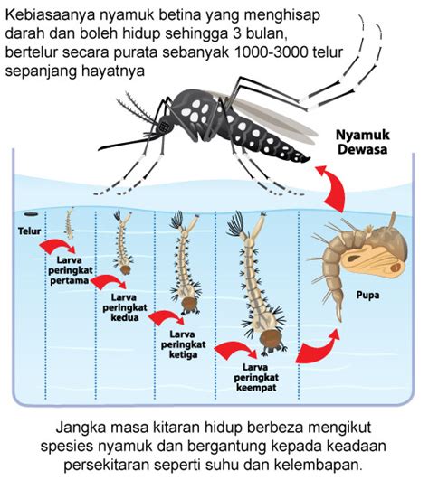 Gambar Nyamuk Biasa – bonus