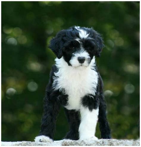 Portuguese Water Dog - Rescue, Puppies, Breeders, Temperament, Price | Animals Breeds