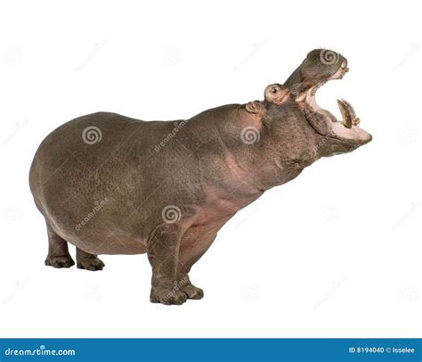 Hippopotamus - Hippopotamus Amphibius ( 30 Years) Stock Photo - Image of fang, hippopotamus: 8194040