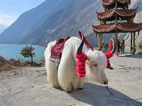 13 Interesting Facts About Yaks - Fact City