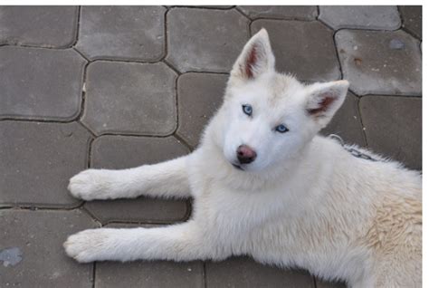 White Siberian Husky Puppy With Blue Eyes