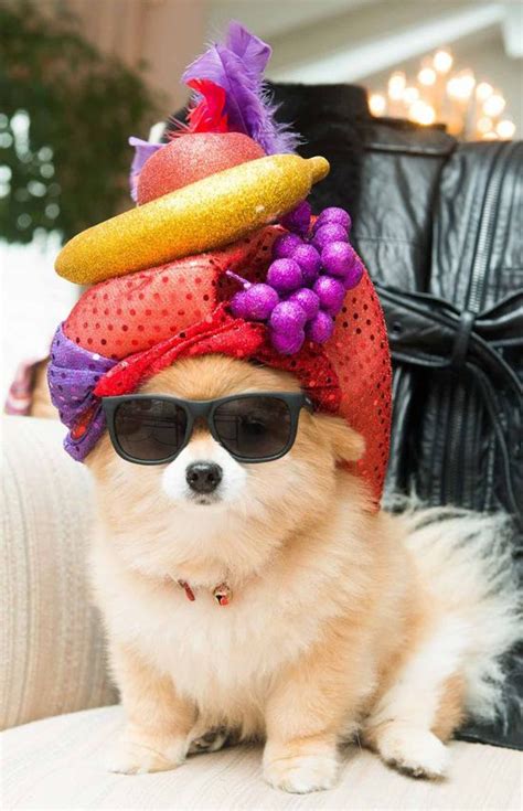 21 Adorable Animals Wearing Hats