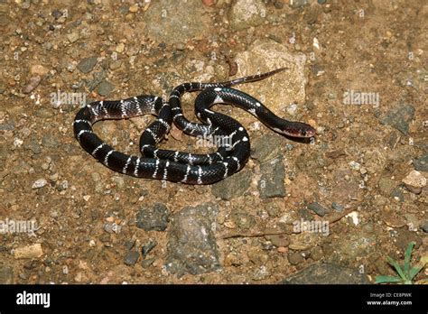 Common krait , Indian krait , blue krait , Snake , Indian Common Krait ...