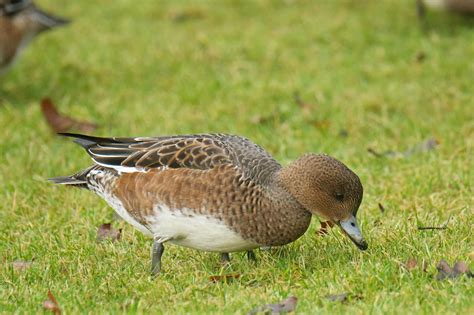 Female Eurasian Wigeon | BirdNote