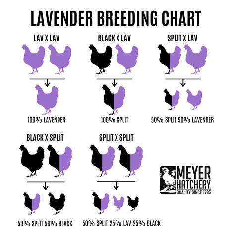 Black Split to Lavender Genetics – Meyer Hatchery