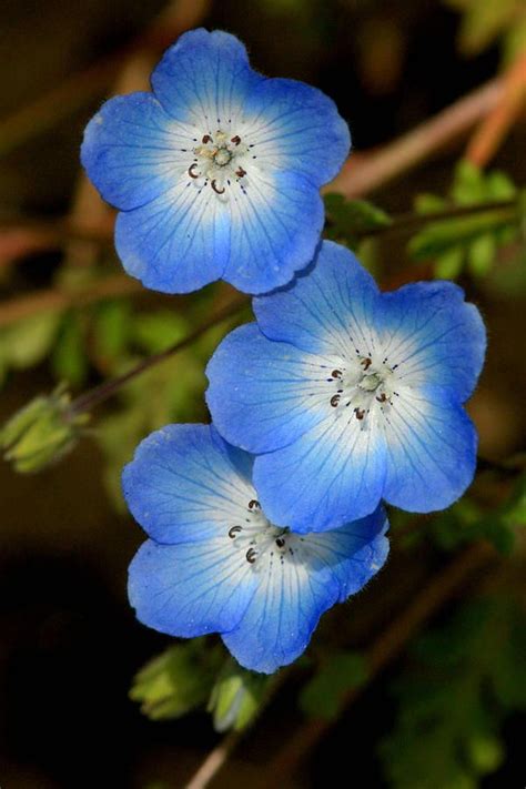 Baby Blue Eyes ( Wildflower ) | Blue flower photos, Flower photos, Beautiful flowers