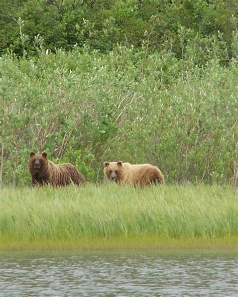 Grizzlies on the Mackenzie River out of Inuvik, NWT. | Mackenzie river ...