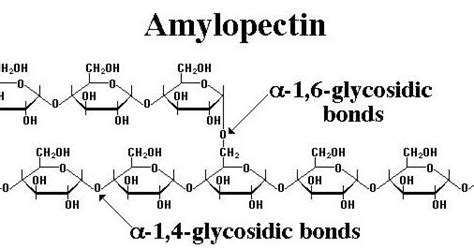 organic chemistry - Why is the 1,6 linkage in Amylopectin an alpha link and not a beta link ...