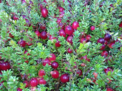 How to Use The Cranberry Plant Phenology Growing Degree Day Model - Pest Prophet Blog