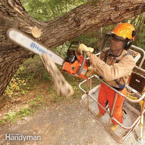 Hubert Hammond: How Much To Rent A Lift To Trim Trees