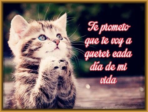 Pin en Gatos Con Frases