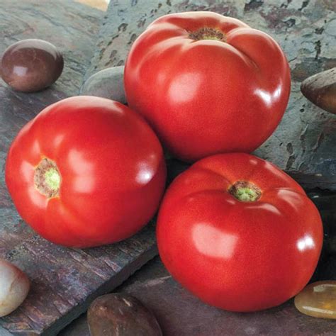 Bella Rosa Hybrid Tomato | Gurney's Seed & Nursery Co.