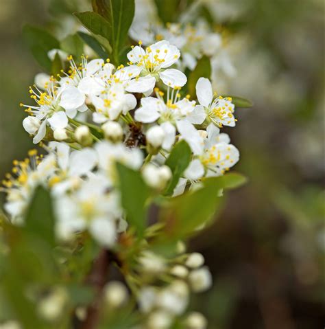 Grow a Sand Cherry Shrub for Spring Pollinators - Birds and Blooms