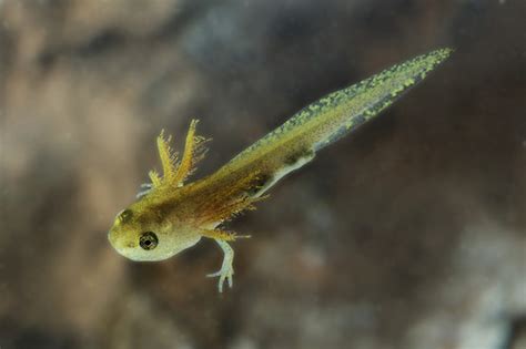 Yellow Spotted Salamander Facts, Habitat, Diet, Life Cycle, Baby, Pictures