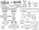 Meiosis Coloring Worksheet sketch template