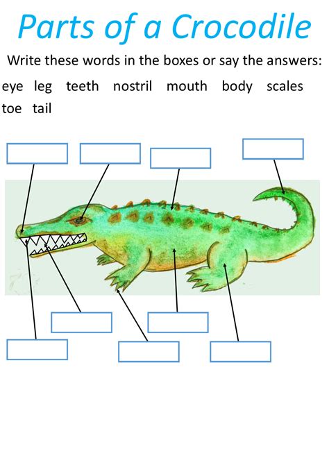 The Structure of Animals-KS1 Science | Teaching Resources