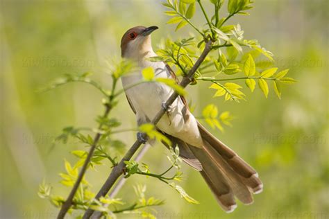 Black-billed Cuckoo Pictures and Photos - Photography - Bird | Wildlife ...