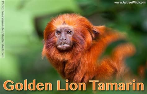 Golden Lion Tamarin Facts, Pictures, Information & Video