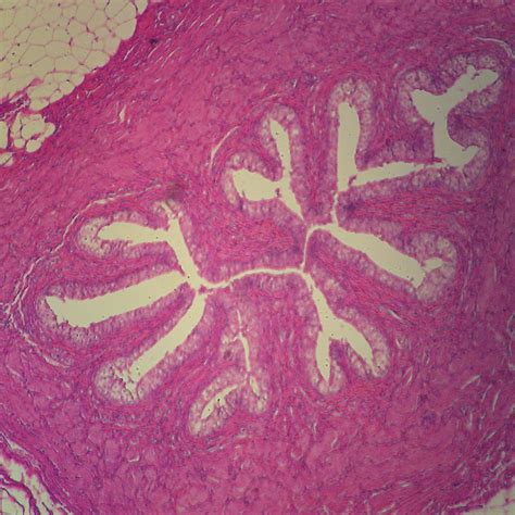 Mammal Transitional Epithelium Slide, 7 µm, H&E | Carolina Biological Supply