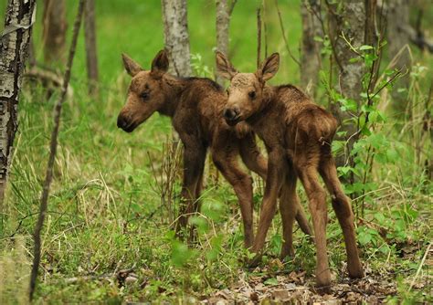 Photos: Moose babies emerge in Anchorage - Anchorage Daily News