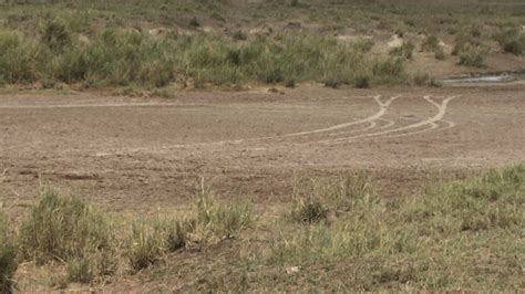 Zebras galloping in Serengeti National Park 1275484 Stock Video at Vecteezy