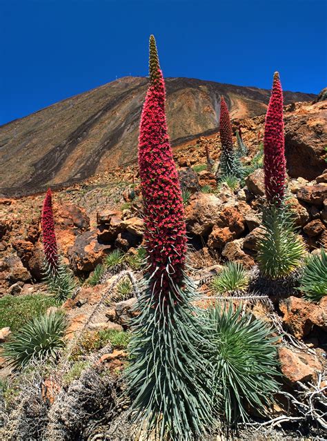 File:Echium wildpretii LC0204.jpg - Wikipedia