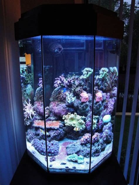 Photo #1 - My 110l Octagonal Reef Tank Front