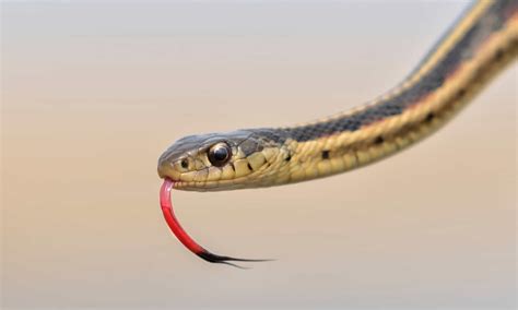 Garter Snake Pictures - AZ Animals