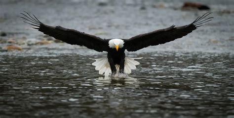 Bald Eagle catching a fish (D850, 500mm PF, f/5.6, 1/1600, ISO 10000) : r/Nikon