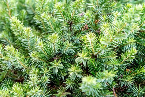 Growing the Shore Juniper in the Home Garden