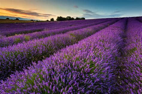 Hitchin Lavender by Aaron and Shannon Radford on 500px | Lavender ...