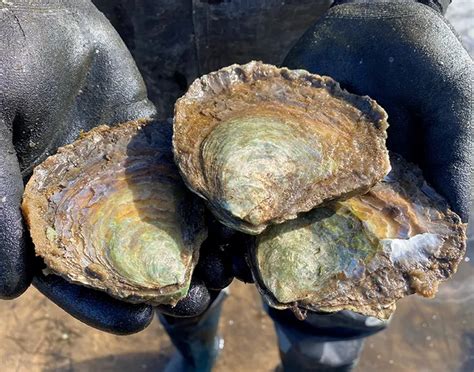 Celebrate World Oyster Day with Australia's Oyster Coast: Exploring ...