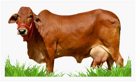 Sahiwal Cow, HD Png Download , Transparent Png Image - PNGitem