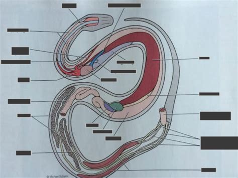 Snake Anatomy Diagram | Quizlet