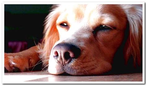 Symptoms of boredom in dogs - Dogsis