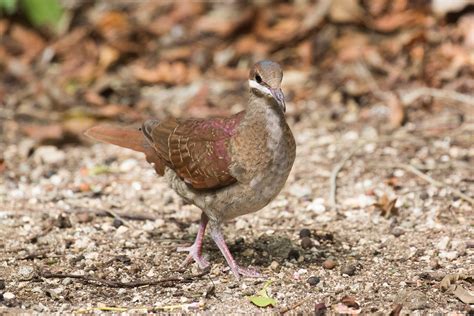 Key West Quail-Dove | Audubon Field Guide