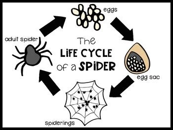 Life Cycle of a Spider by Bookish Play Kids | TPT