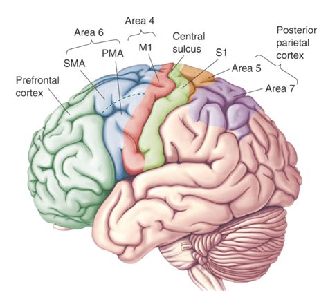 The Neuroscience of Motor Control: Optimal to Pathologic Motor Performance – StrokeSciences