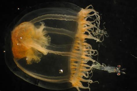 'Sea lice,' baby jellyfish may be the cause of fishermen's burning, itching misery | News ...