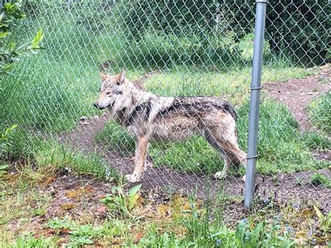 Wolf Haven International (Tenino) - 2019 What to Know Before You Go (with Photos) - TripAdvisor