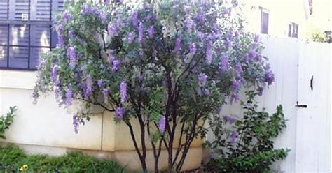 Texas mountain laurel – Heat and drought tolerant. Makes an attractive ...