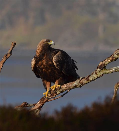 Falcon Images: Golden Eagle Dumfries And Galloway