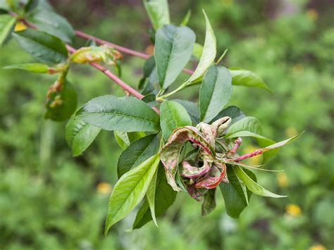 Peach leaf curl - treatment and control | lovethegarden