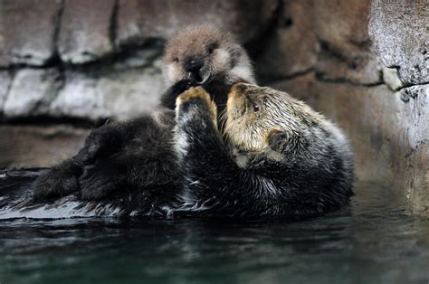 Names for Seattle's baby sea otter will be up for voting next week | KNKX